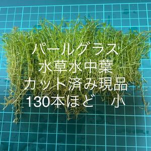 現品　カット済み　水中葉　水草　パールグラス5センチほど130本ほど