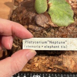 P.Neptune(stemaria×elephantotis) ビカクシダ ネプチューン 株分後6ヶ月半 ゾウさん系ビカクの画像7