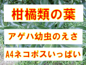 柑橘類の葉　A4ネコポス箱いっぱい　アゲハチョウ　幼虫のえさ　24-1