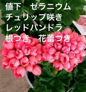 お値下げ　ゼラニウム　チュリップ咲き　レッドパンドラ　根つき　花蕾つき