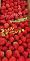 特典あり★大量大量～約6パック入り☆【タイムセールやっちゃいます】プレミアム　ベリ～農園直送★最速お届け《約3～5L玉》絶対新鮮!_画像2