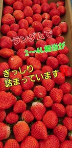 【大量】佐賀産地よくばりいちご～いなか農園直送★最速お届け《約2～4L玉》特盛～うちのは絶対新鮮!とっても美味しい3つ星★☆★