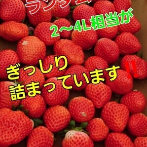 一番特大量～☆プレミアム ベリ～農園直送★最速お届け《約3～4L玉》絶対新鮮!まとめ買いお得！一番売れてます☆の画像2