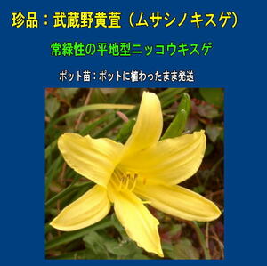 ポットごと発送 ムサシノキスゲ 大苗 武蔵野黄菅 武蔵野 キスゲ 日光キスゲ ポット苗 送料350円 苗