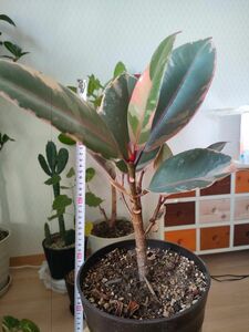 フィカス　ルビー　ティネケ　ゴムの木　植物　インテリア