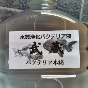 【バクテリア本舗 本店】武蔵 [0.5L]高濃度水質浄化バクテリア液(らんちゅう,めだか,グッピー,金魚,錦鯉,シュリンプ,熱帯魚,海水魚）の画像2