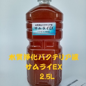 【バクテリア本舗 本店】サムライEX [2.5L]高濃度水質浄化バクテリア液(らんちゅう,めだか,グッピー,金魚,錦鯉,シュリンプ,熱帯魚,海水魚）の画像1