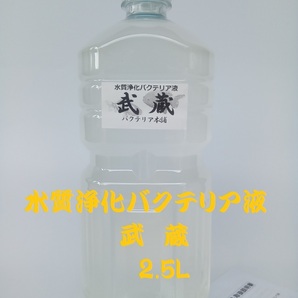 【バクテリア本舗 本店】武蔵 [２.5L]高濃度水質浄化バクテリア液(らんちゅう,めだか,グッピー,金魚,錦鯉,シュリンプ,熱帯魚,海水魚）の画像1