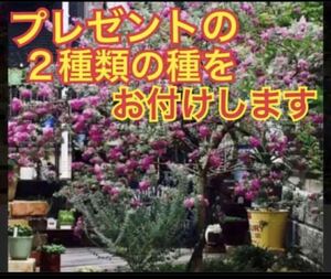 大人気♪レウコフィルムのお手頃価格の苗と プレゼントは2種類の種をお付けします！