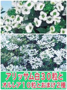 アリッサム白30粒とオルレア10粒と2種類の植物の種のおまけ付き！