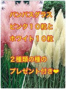 パンパスグラスピンク10粒とホワイト10粒のセット！2種類の植物の種のプレゼント付き