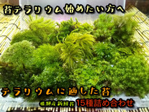 苔テラリウム初めての方へ　最適の苔１５種セット【飛騨苔の家】_画像1