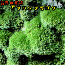 【苔テラリウム】始めたい方に適した苔１５種セット_画像10