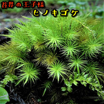 【苔テラリウム】始めたい方に適した苔１５種セット_画像5