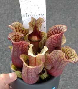 【食虫植物】☆ サラセニア　モンタナ ☆ Sarracenia ｘ Montana ☆ 中苗 ②