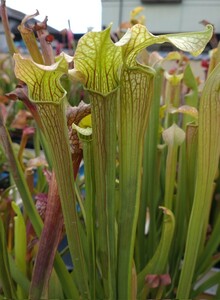 【食虫植物】☆サラセニア　アレオラータ　☆ Sarracenia areolata ☆ 複数芽