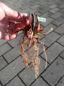 【食虫植物】☆ サラセニア　アラータ　MK A16 ☆ Sarracenia alata A16 var. ornata. Heavily veined form ☆ ３芽