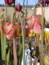 【食虫植物】☆サラセニア　アレオラータ　☆ Sarracenia areolata ☆ 複数芽_画像2