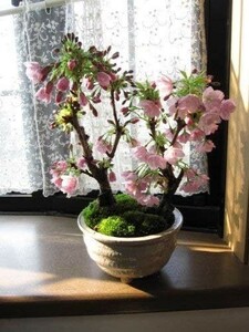 ツイン桜盆栽 八重桜盆栽 盆栽 桜 さくら サクラ
