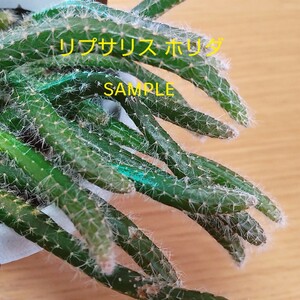 ★リプサリス★ホリダ★カット苗5本★サボテン★多肉植物★