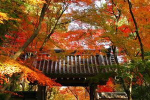 神社の写真