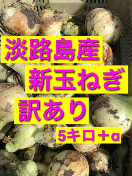 淡路島産　新玉ねぎ　訳あり　5kg＋α