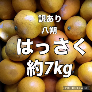 ①訳あり　はっさく　八朔　約7kg　愛媛県産　商品説明お読みください