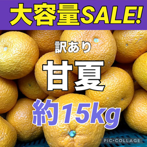 ②訳あり　甘夏　大容量！　箱込み重量約15kg　訳あり　　愛媛県産　柑橘　地域限定配送です　商品説明お読みください