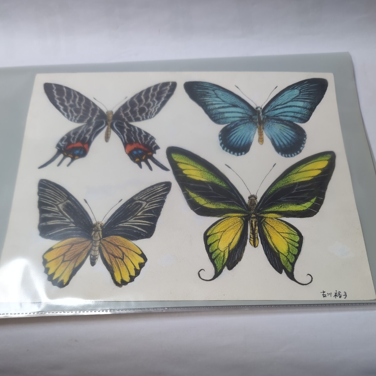 ■ 绘本作者, 古川裕子的作品■昆虫水彩画■蝴蝶原画■2, 绘画, 水彩, 动物画