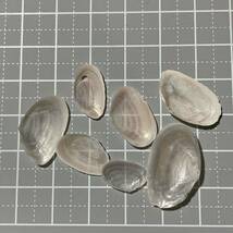 《 シオサザナミガイ 》 貝殻標本　貝殻　貝　標本　マスオガイ　シェル　shell ビーチコーミング　研究　標本箱_画像2