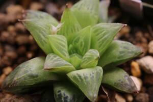 多肉植物　ハオルチア　花鏡錦