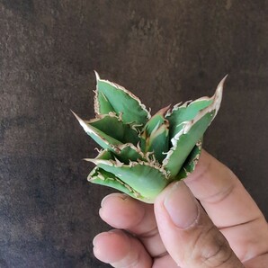 【AGAVE TITANOTA LIZE 穿山甲】アガベ チタノタ 子株の画像4