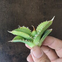 【AGAVE TITANOTA ノーネームブツブツ】アガベ　チタノタ　子株_画像4