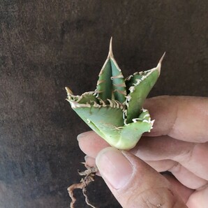 【AGAVE TITANOTA US DWARF special株】超コンパクト 強刺 アガベ チタノタ 子株の画像5