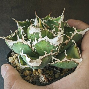 【AGAVE TITANOTA　繁星】２　ブツブツ系　本物　返金保証付　surf.is.high　アガベ　チタノタ　子株　龍球会　