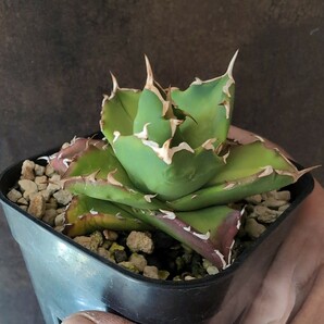 【AGAVE TITANOTA DWARF実生】アガベ チタノタ 鉢ごと発送の画像2