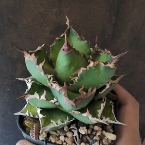 【AGAVE TITANOTA カリフォルニア株】子株付き アガベ チタノタ 鉢ごと発送の画像6