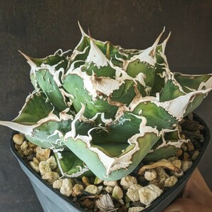 【AGAVE TITANOTA 繁星】２ ブツブツ系 本物 返金保証付 surf.is.high アガベ チタノタ 子株 龍球会 の画像2