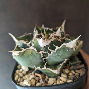 【AGAVE TITANOTA 繁星】３ ブツブツ系 本物 返金保証付 surf.is.high アガベ チタノタ 子株 龍球会 の画像3