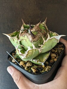 【AGAVE TITANOTA　星空】２　ブツブツ系　本物　返金保証付　surf.is.high　アガベ　チタノタ　子株　龍球会　