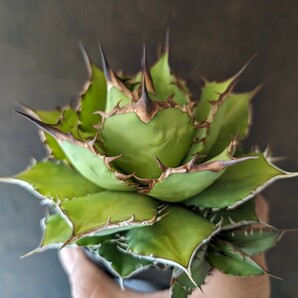 【AGAVE TITANOTA FUJIWARA】子株付き アガベ チタノタ 鉢ごと発送の画像2