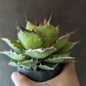 【AGAVE TITANOTA FUJIWARA】子株付き アガベ チタノタ 鉢ごと発送の画像5