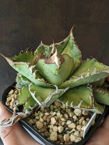 【AGAVE TITANOTA AVALANCHE】アバランチ　ブツブツ株　イラン株　アガベ　チタノタ　子株　レア株　高級品種