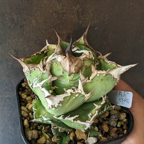 【AGAVE TITANOTA 星空】３ ブツブツ系 本物 返金保証付 surf.is.high アガベ チタノタ 子株 龍球会 の画像2