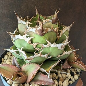 【AGAVE TITANOTA NO NAME】アガベ チタノタ 子株の画像3