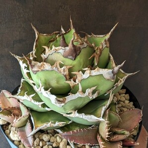 【AGAVE TITANOTA NO NAME】アガベ チタノタ 子株の画像2