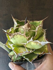 【AGAVE TITANOTA　毒刺　MS-NB】ブツブツ　アガベ　チタノタ　子株