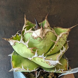 【AGAVE TITANOTA 毒刺 MS-NB】ブツブツ アガベ チタノタ 子株の画像3