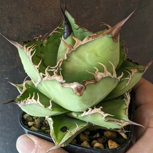 【AGAVE TITANOTA NO NAME】アガベ チタノタ 鉢ごと発送の画像3