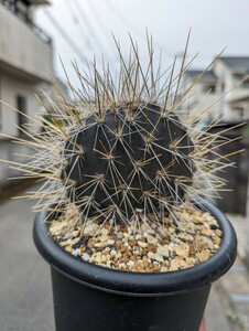 【ガラパゴス団扇　 黒肌白刺】opuntia ガラパゴスウチワ　サボテン　garapageia　ウチワサボテン 鉢ごと発送